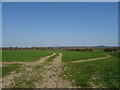 Tracks in crop field, Woodsford in DT2 8AS