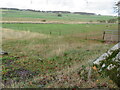 Grass fields in the valley of Brunta Burn in TD2 6SQ