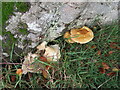 Beech tree base and fungi in TD2 6SQ
