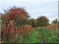 Autumn colours beside the path in DH8 8DH