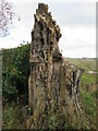 Rotten Beech stump in TD3 6NF