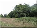 Clearing on Woolland Hill in DT11 0HQ
