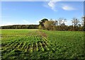 Autumn sown crop and Kelham Hills in Kelham