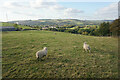 Sheep near Ballbeard Farm in New Mills East Ward