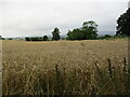 Wheat field near Nun Upton in SY8 4AZ