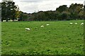 Necton: Grazing sheep in PE37 8ND