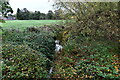 Necton: The clogged up River Wissey from the bridge over it in PE37 8ND