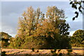 Great Dunham: Trees surrounding what appears to be a pond in PE32 2LU