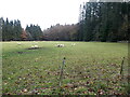 Clearing with sheep in Hamsterley Forest in South Bedburn