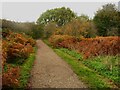 Bridleway in Flatts Lane Woodland Country Park in TS6 0FE