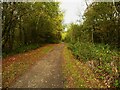 Path in Flatts Lane Woodland Country Park, Normanby in TS7 0PQ