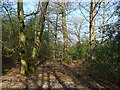Woodland, Lyndhurst Hill in SO43 7DX