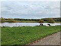 Grazing by the River Trent in NG12 1EE