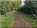 Footpath by the wood to the allotments in SG6 4LB