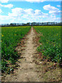 Footpath through a Rape Field in Climping