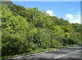 Sheeprack Wood beside the A6 in Knotting and Souldrop