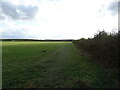 Field and hedgerow off Irthlingborough Road in NN9 5WP