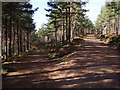 Track Junction, Tolquhonie Wood in PH23 3NA