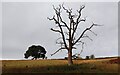 Dead tree along the path to Astley in DY13 0RR
