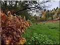 Bracken near Newbridge Coppice in DY13 0RR