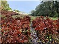 Bracken at Newbridge Coppice in DY13 0RR
