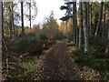 Path in forestry near Contin in IV14 9EL