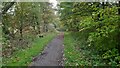 Brandon to Bishop Auckland Railway Path in Stockley Gill Wood in DH7 8DP