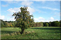 Apple Tree on the Common in GU3 3DA