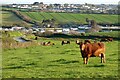 Pasture, Newquay in TR8 4AR