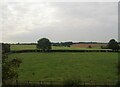 Grazing near Home Field Farm in NN14 1QF