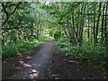 Cycle Route 71 goes through a green tunnel at Cleator Moor in CA25 5DB
