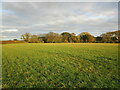 Grass field and Bradley Fish Pond Wood in Clipsham