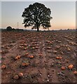 Pumpkins in a field near Leapgate in DY11 7YE