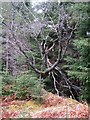 Dead tree in Rannoch Forest in PH17 2QR