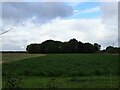 Crop field towards Peters Farm in Scaldwell