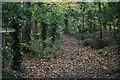 Path in woods near Green Lagoon in SG15 6SD