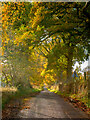 Autumnal Lane above Beauly in IV4 7GE