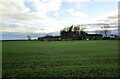 Grange Farm and autumn sown crop in NG24 2SL