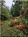 Path through Newbridge Coppice in DY13 0RR