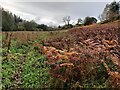 Bracken and path along the Dick Brook in DY13 0RR
