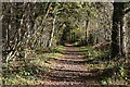 Tree-lined footpath, Whiteley in SO31 1BQ