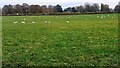 Sheep in field between Birkby Lane and A689 in Stanwix Rural