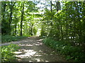 Public footpath through Langwith Wood (1) in S44 6TQ