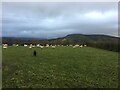 Sheep grazing near Penruddock in CA11 0RD