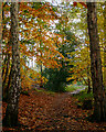 Autumn hues in Scrubs Wood, Danbury Ridge Nature Reserves in CM3 4SL