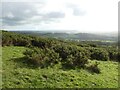 Gorse clad hillside, above Wookey Hole in BA5 1BZ