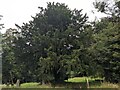 Yew tree at St. James church (Pensax) in WR6 6XQ