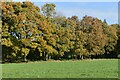 Autumn trees below Gorley Hill in SP6 2PS