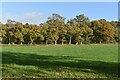 View across field to trees beside Hern Lane in SP6 2QF