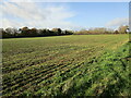 Autumn sown crop near Digby in Digby